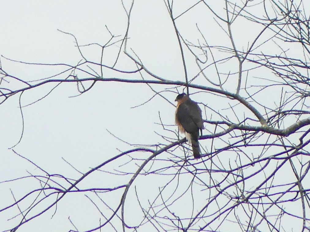 Cooper's Hawk - ML613184169