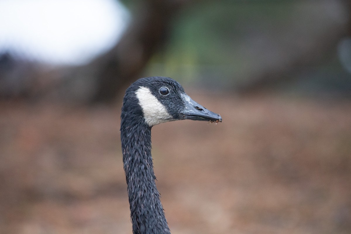 Canada Goose (moffitti/maxima) - Michael Long