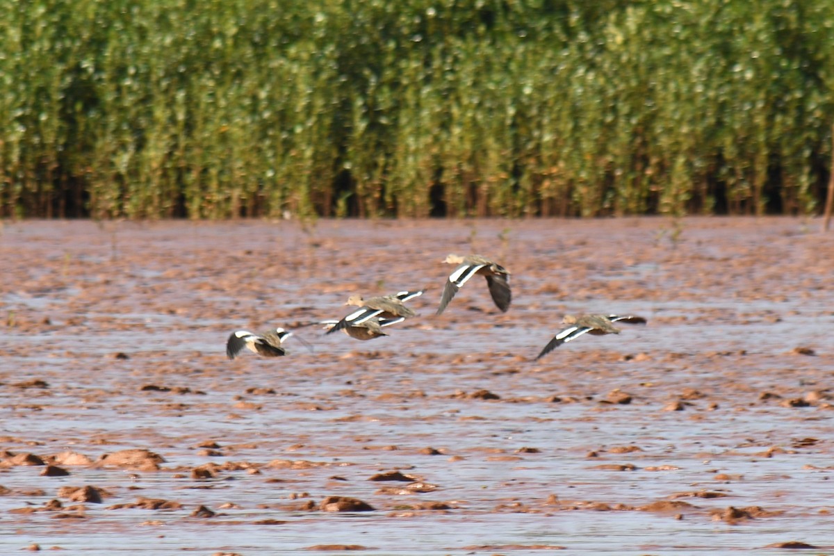 Bernier's Teal - ML613184183