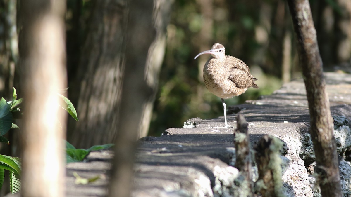 Whimbrel - ML613184191