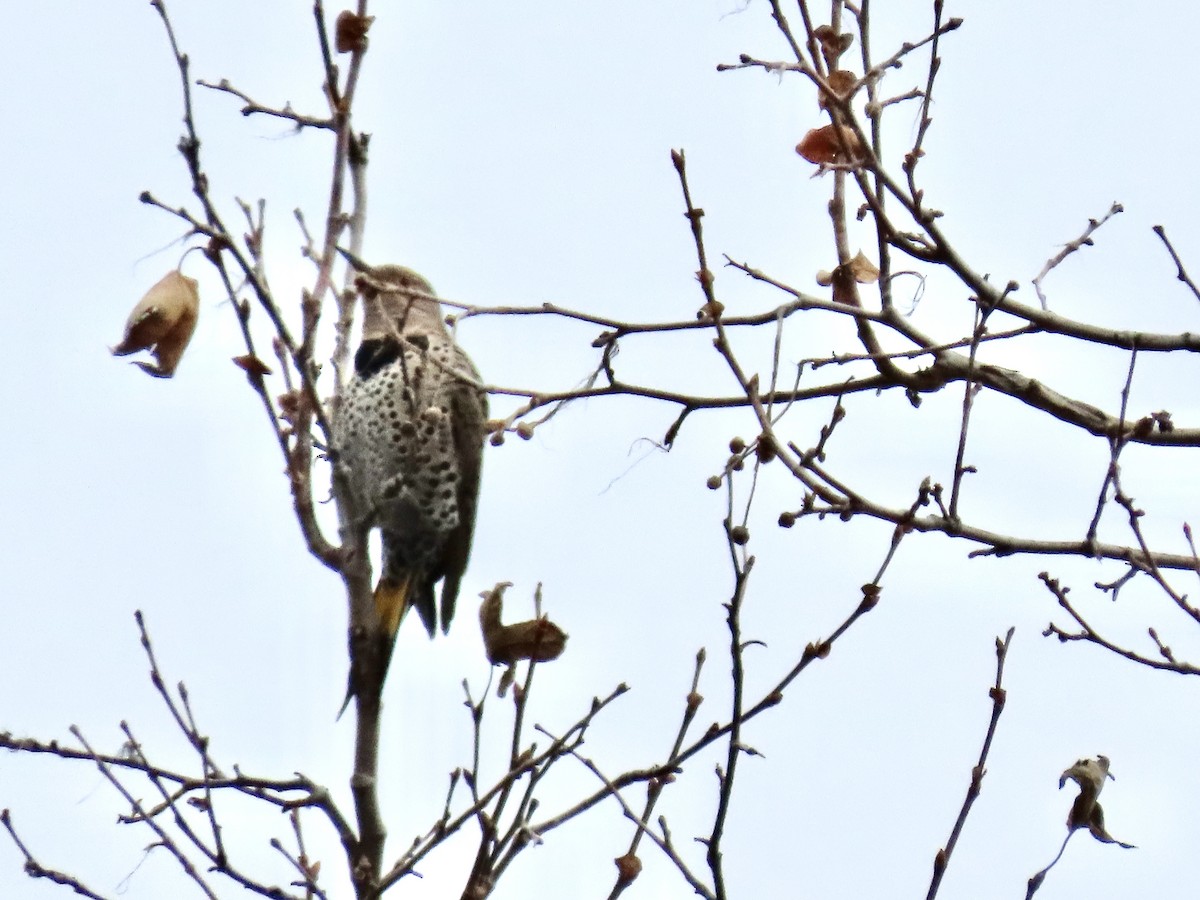 Northern Flicker (Yellow-shafted x Red-shafted) - ML613184199