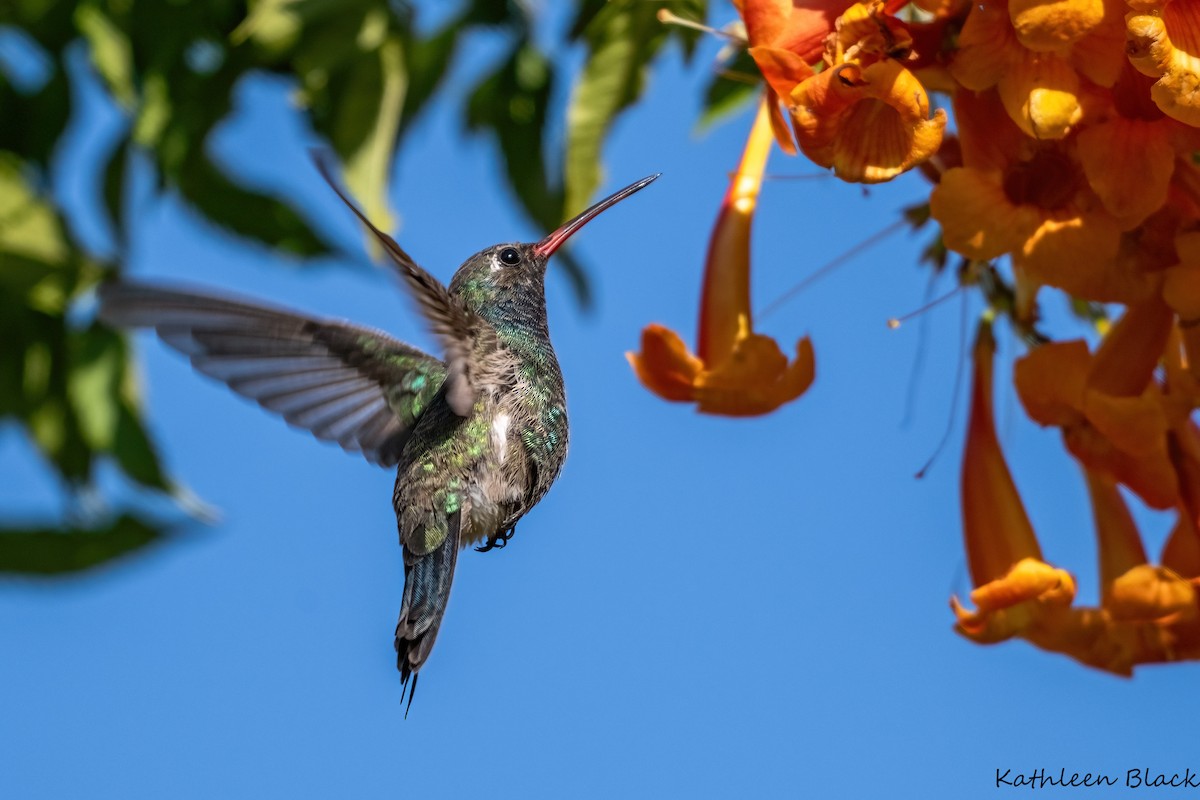 Broad-billed Hummingbird - ML613184204