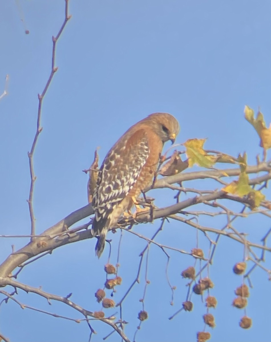 Red-shouldered Hawk - ML613184232