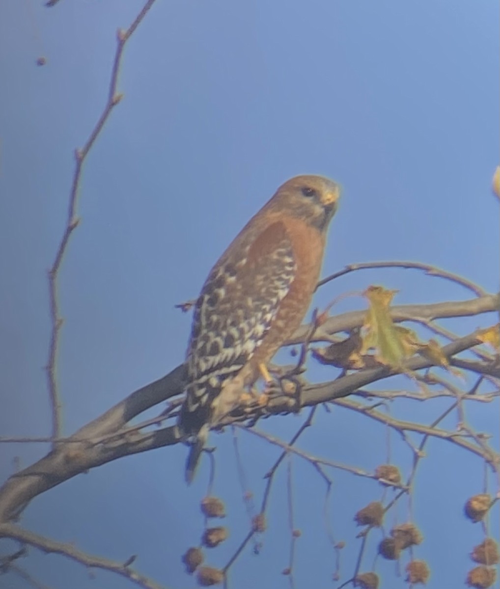 Red-shouldered Hawk - ML613184233