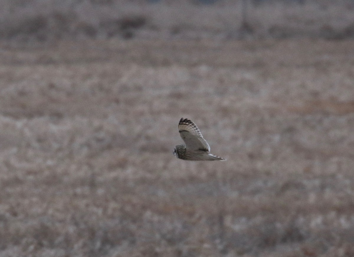 Short-eared Owl - ML613184248