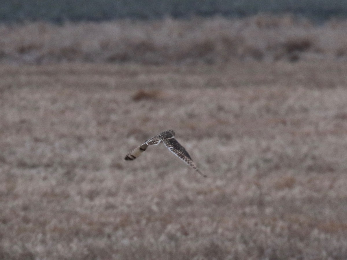 Short-eared Owl - ML613184250