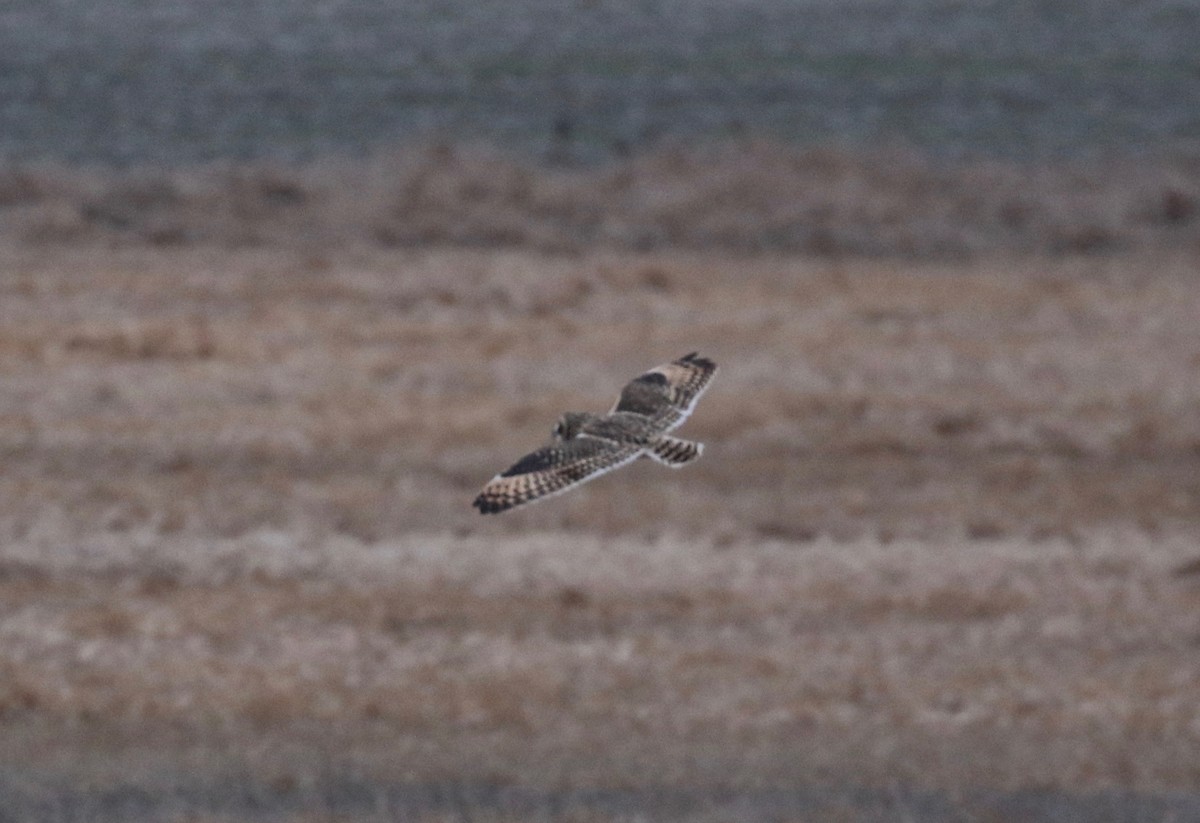 Short-eared Owl - ML613184253