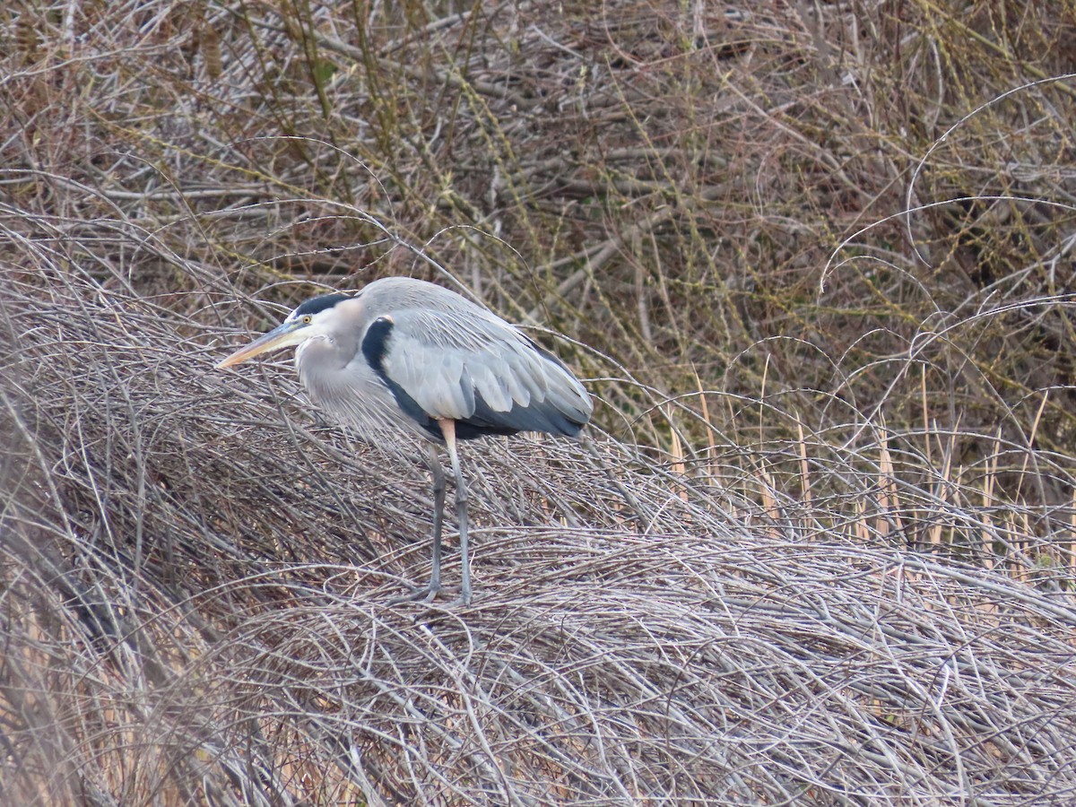 Great Blue Heron - ML613184262