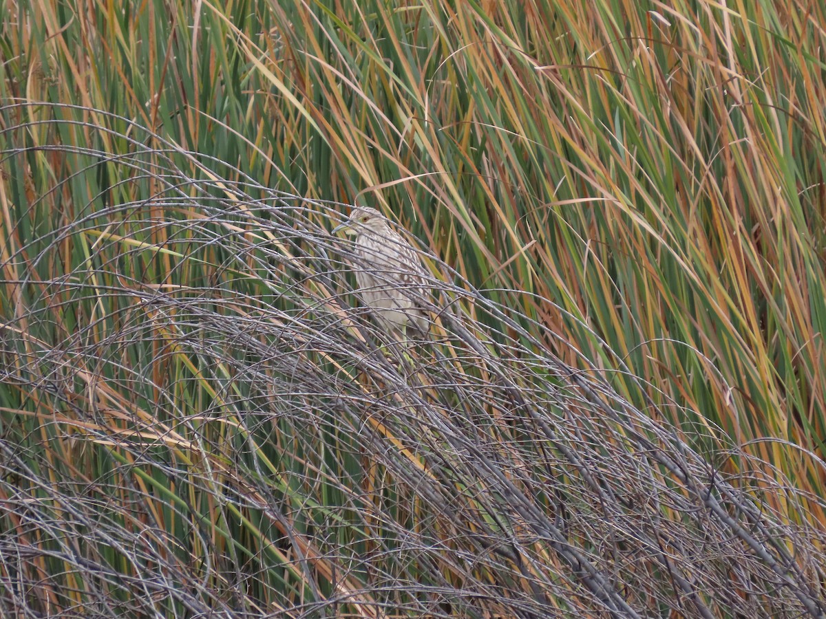 Black-crowned Night Heron - ML613184272