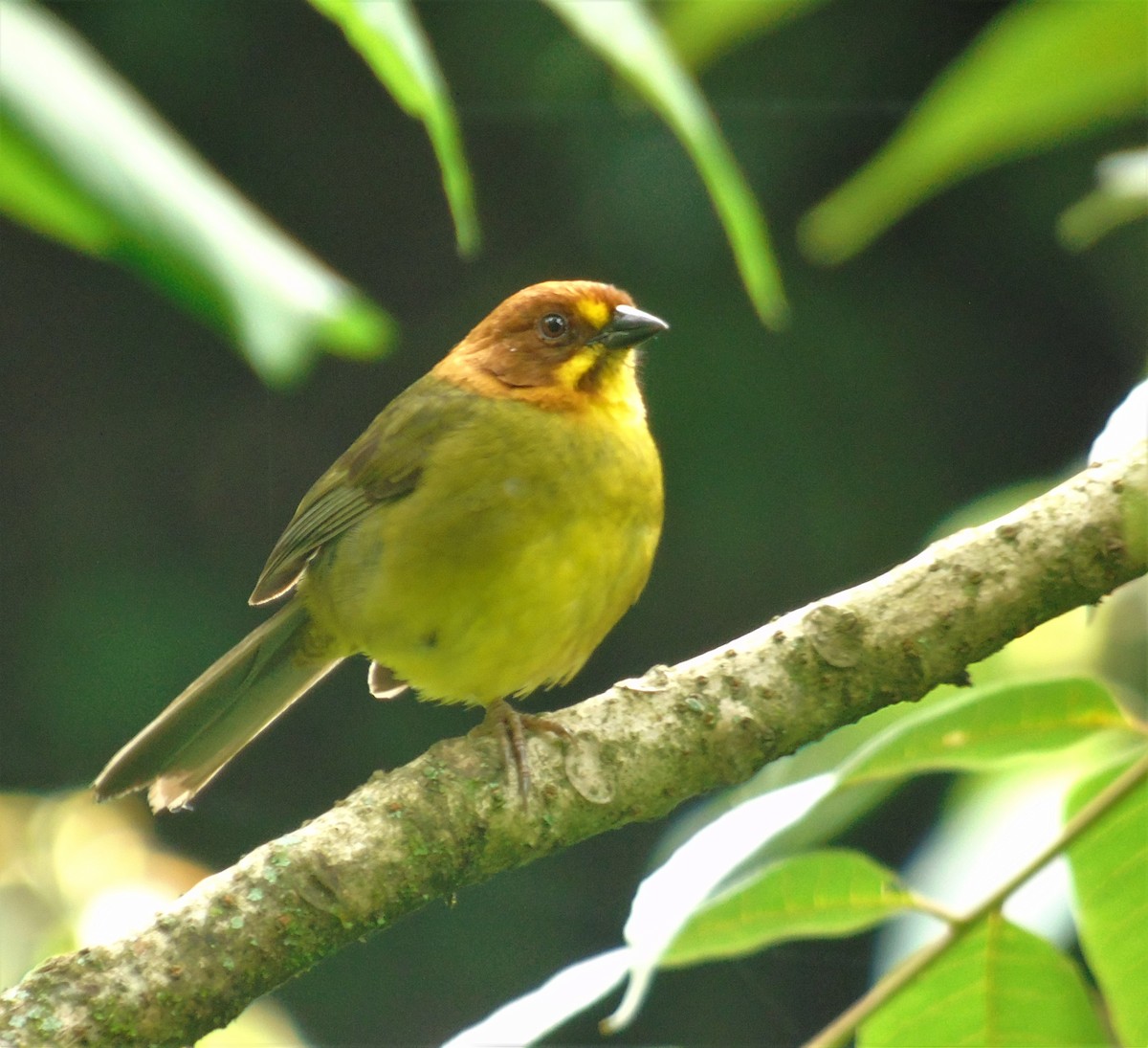 Fulvous-headed Brushfinch - Oliver Kohler