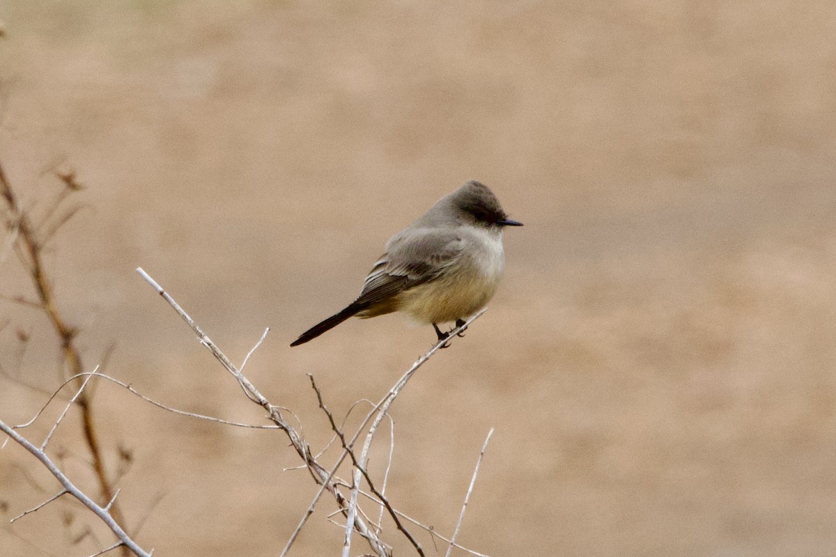 Say's Phoebe - Benjamin Dillard