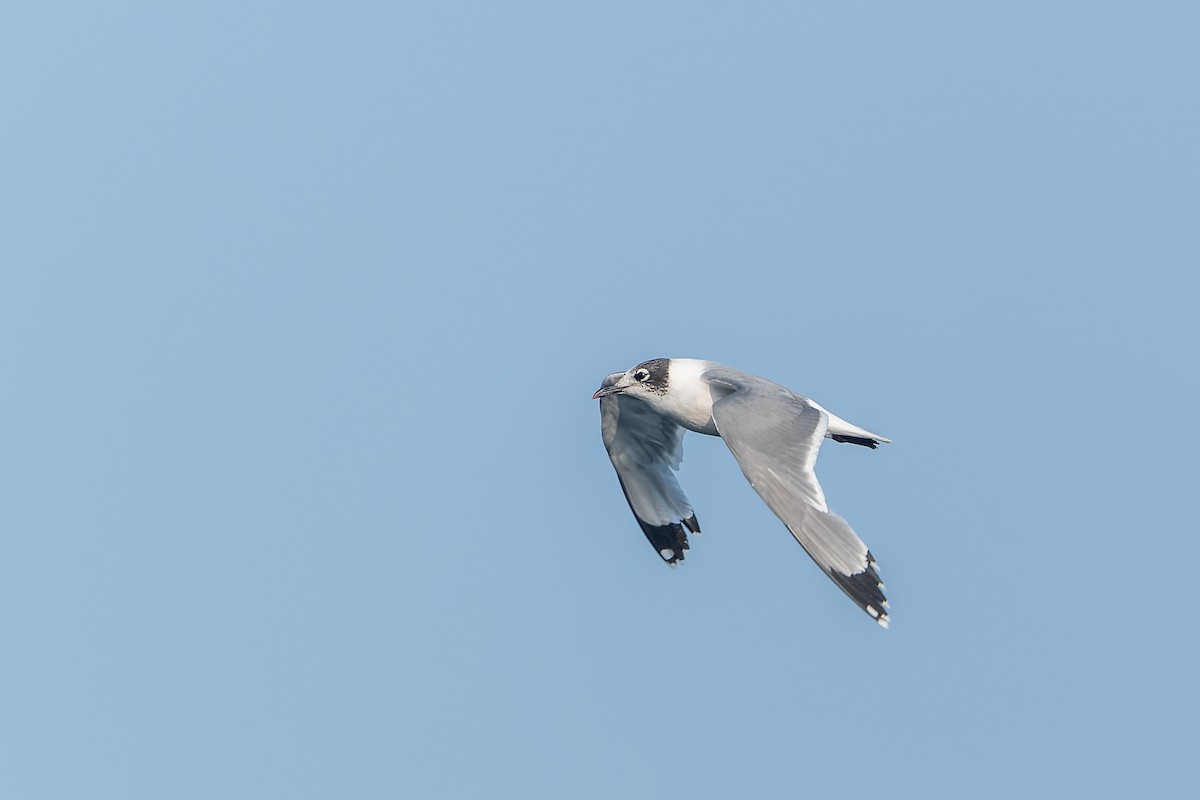 Franklin's Gull - ML613184293