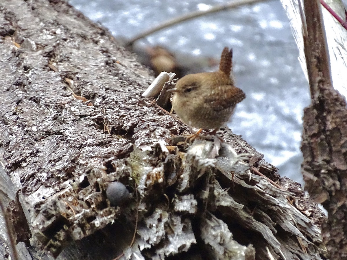 Winter Wren - ML613184308