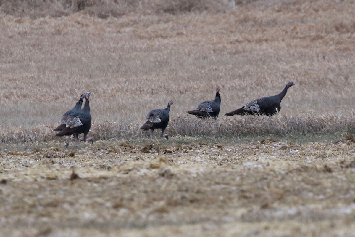 Wild Turkey - ML613184311