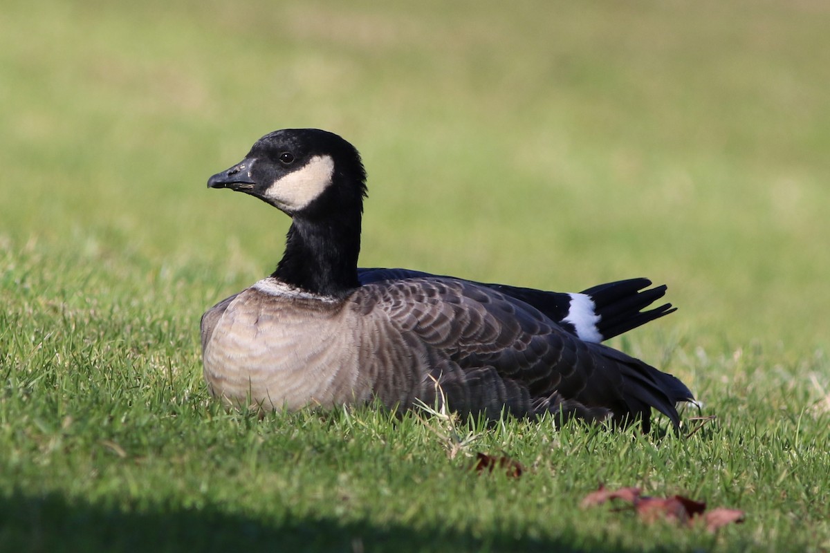 Cackling Goose (Aleutian) - ML613184401