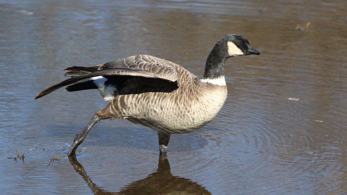 Cackling Goose (Aleutian) - ML613184402