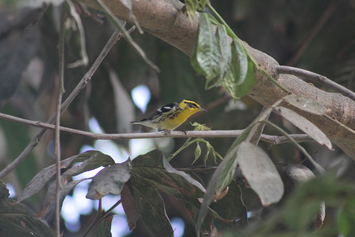 Blackburnian Warbler - Xavi Francisco