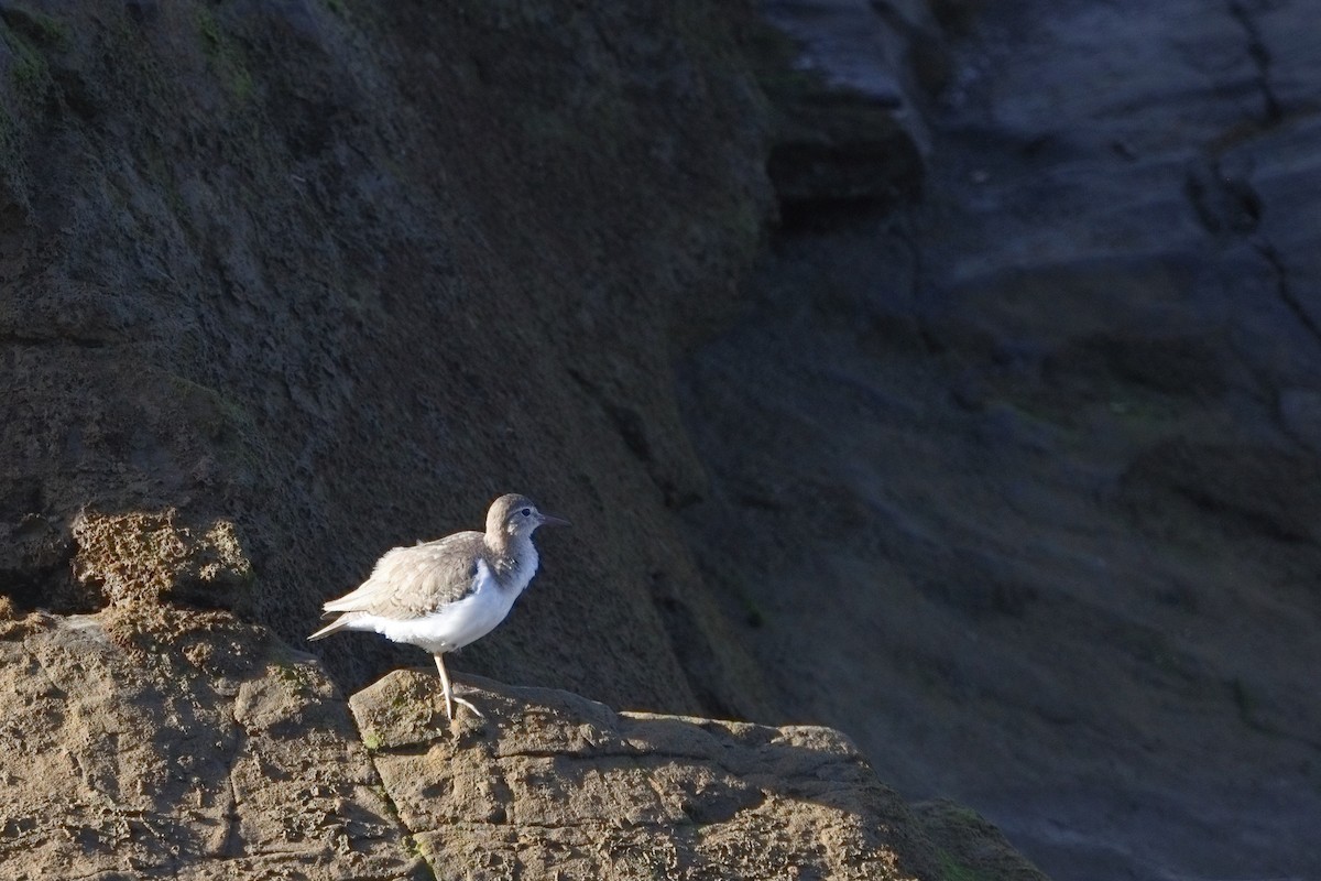 Spotted Sandpiper - ML613184417