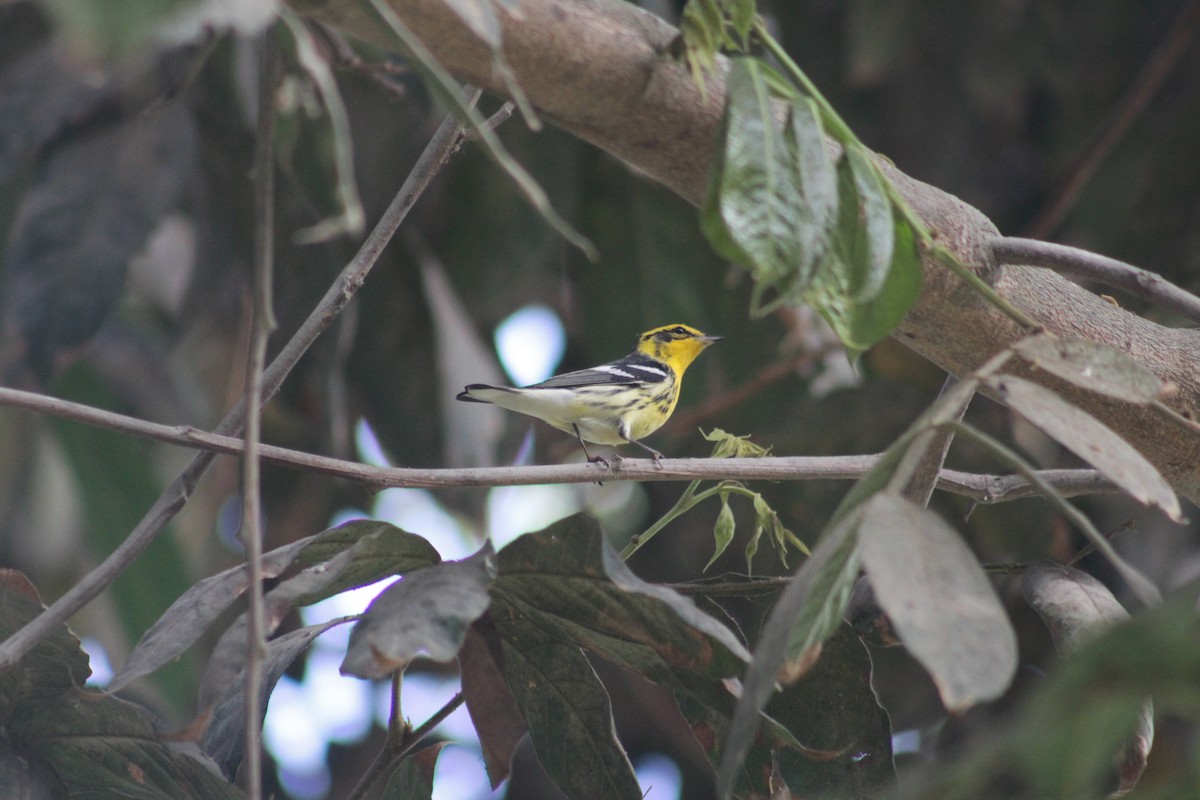 Blackburnian Warbler - Xavi Francisco