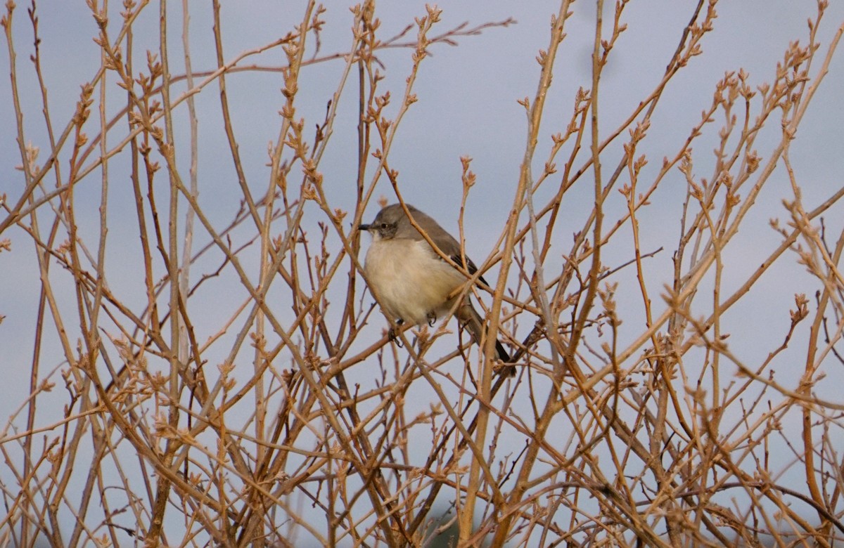 Northern Mockingbird - ML613184430