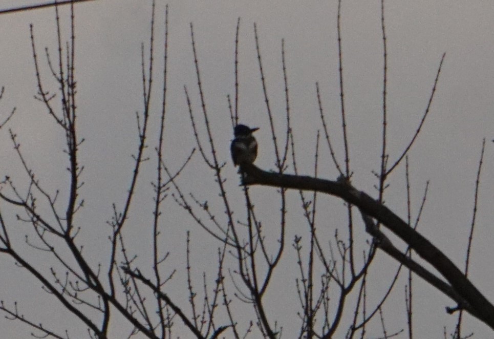 Belted Kingfisher - ML613184439