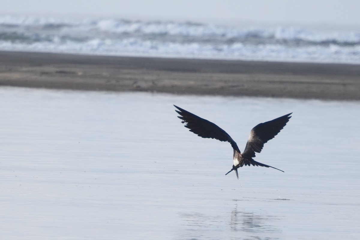 Magnificent Frigatebird - ML613184455