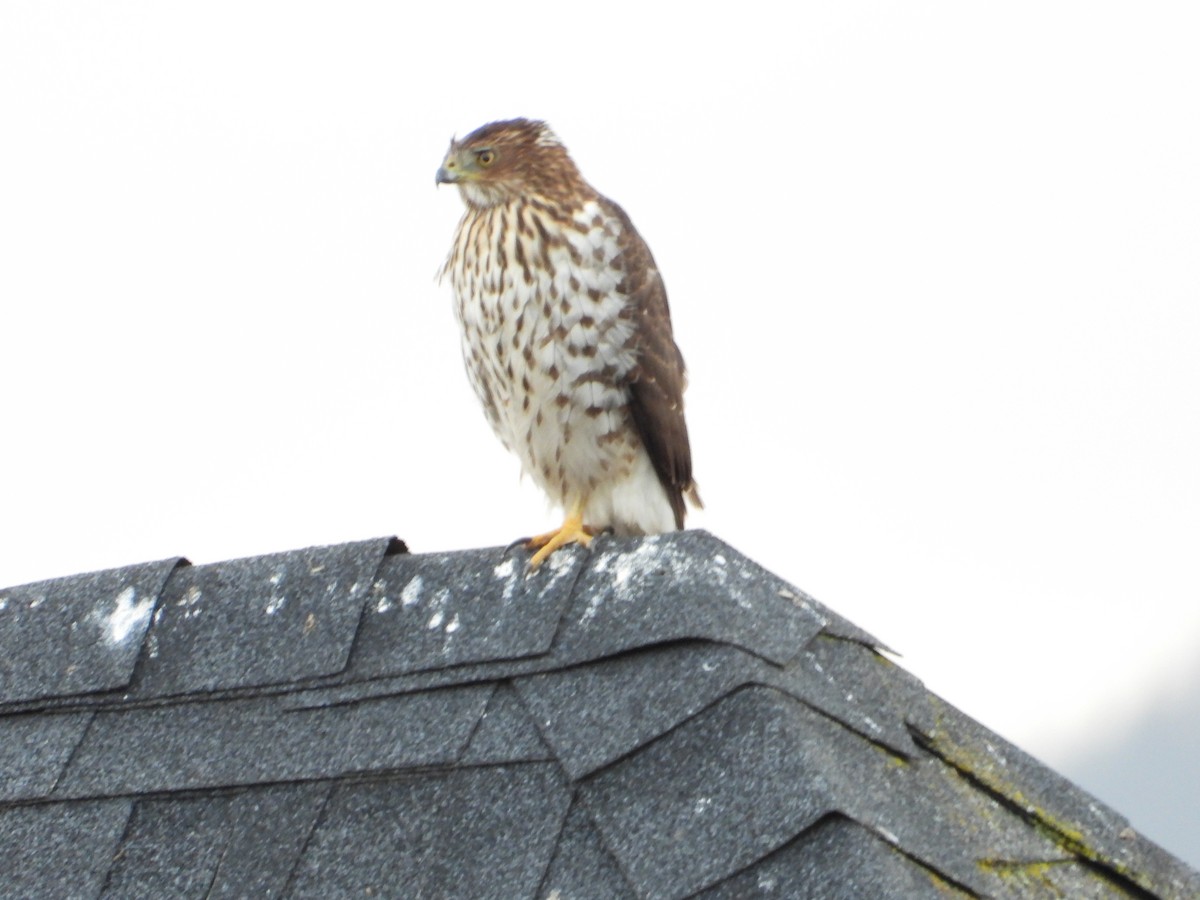 Cooper's Hawk - The Birdman