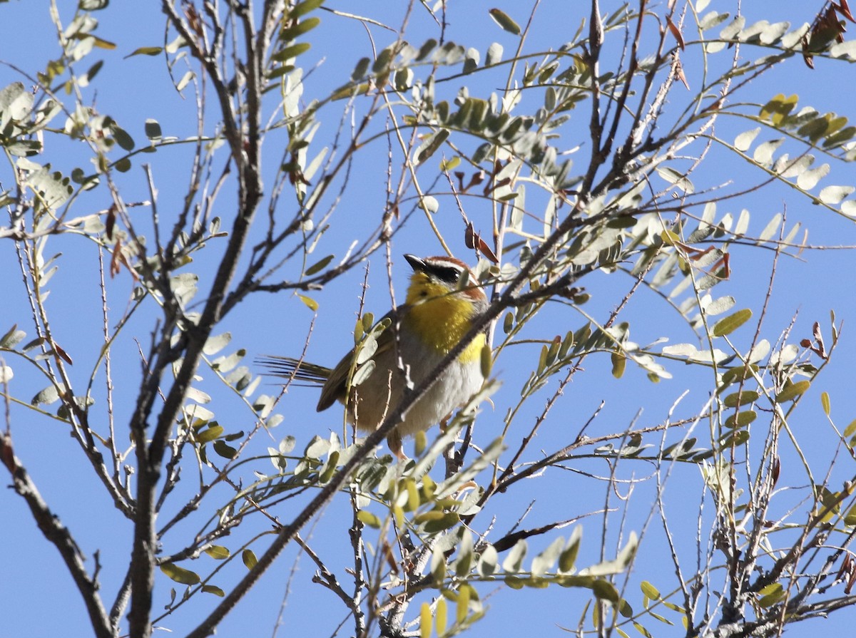 Rufous-capped Warbler - ML613184537