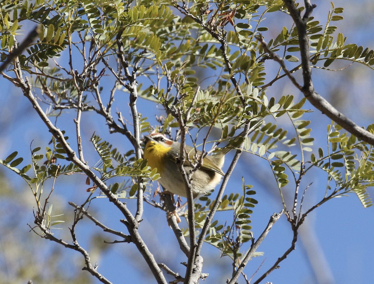 Rufous-capped Warbler - ML613184538