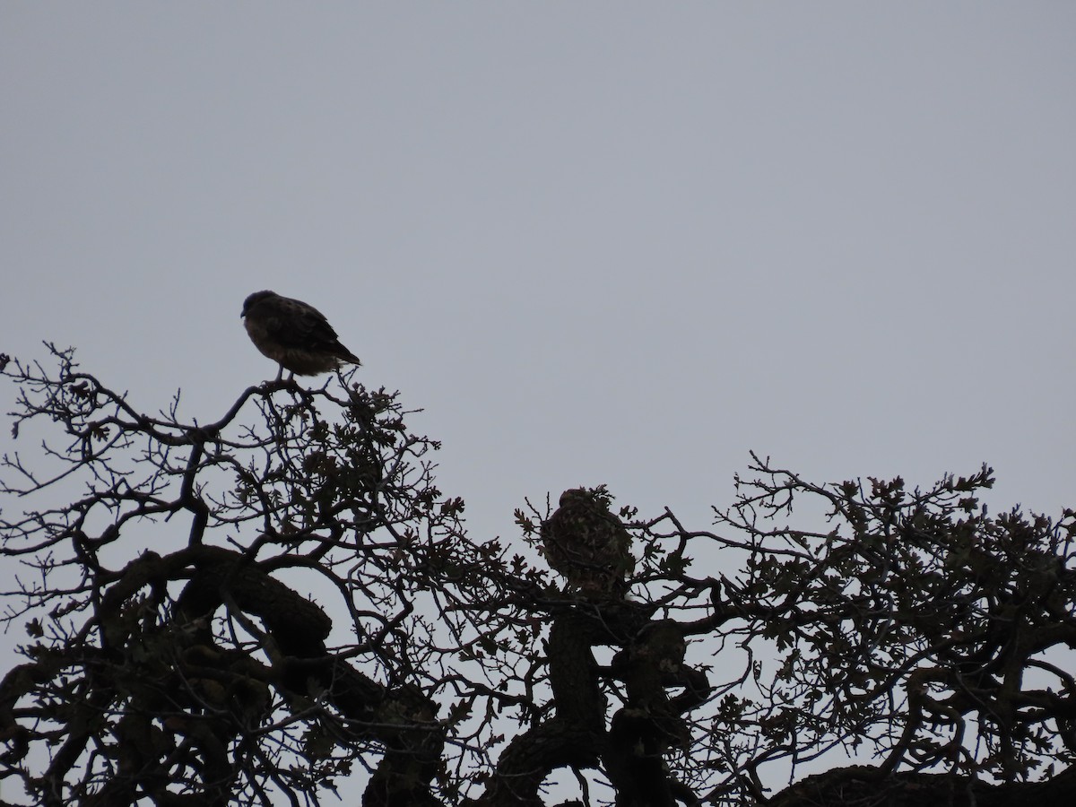 Red-tailed Hawk - ML613184550