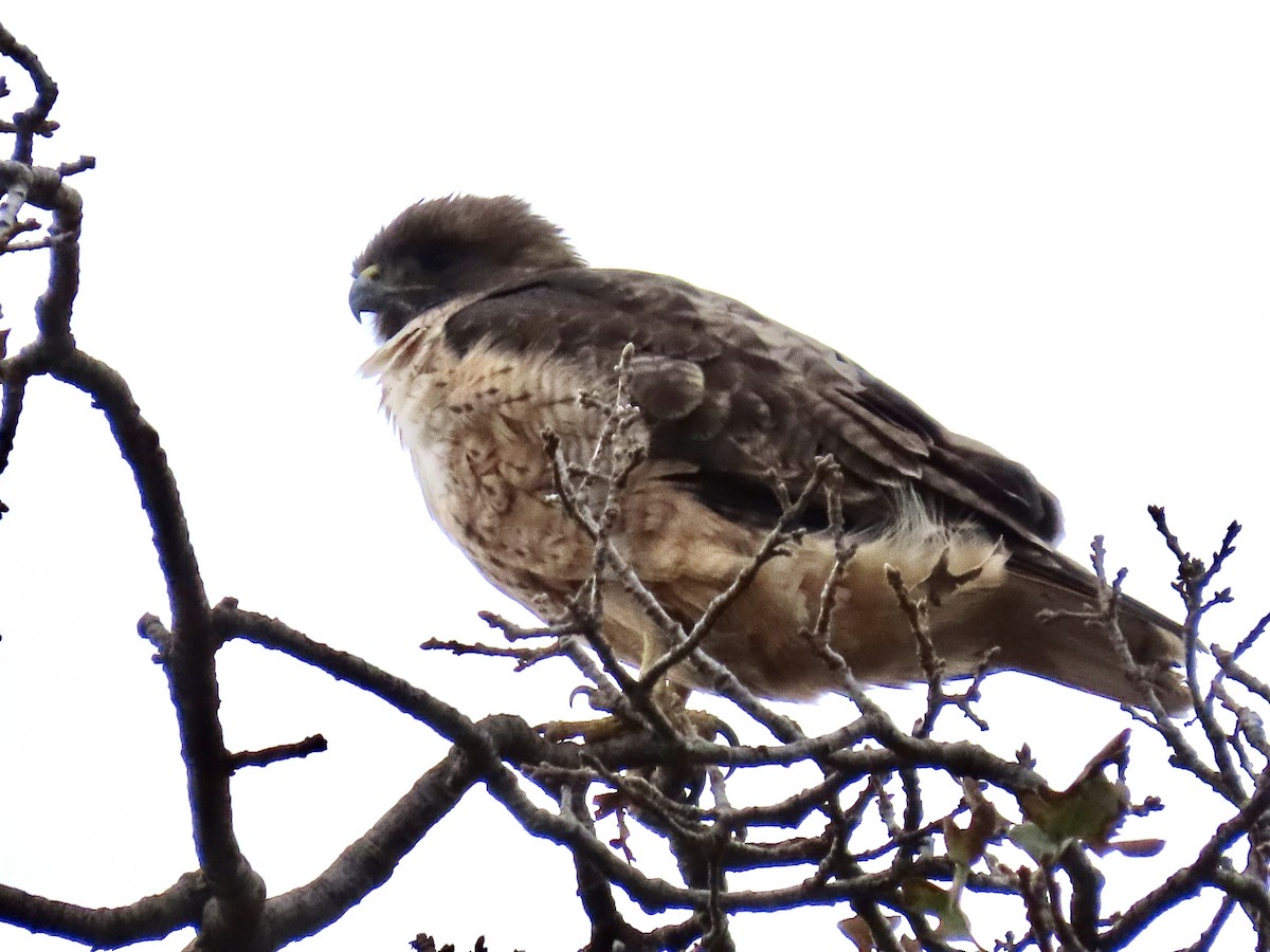 Red-tailed Hawk - Marjorie Siegel