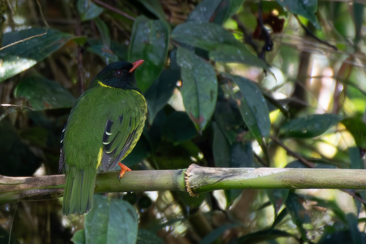 Green-and-black Fruiteater - Kaleb Anderson