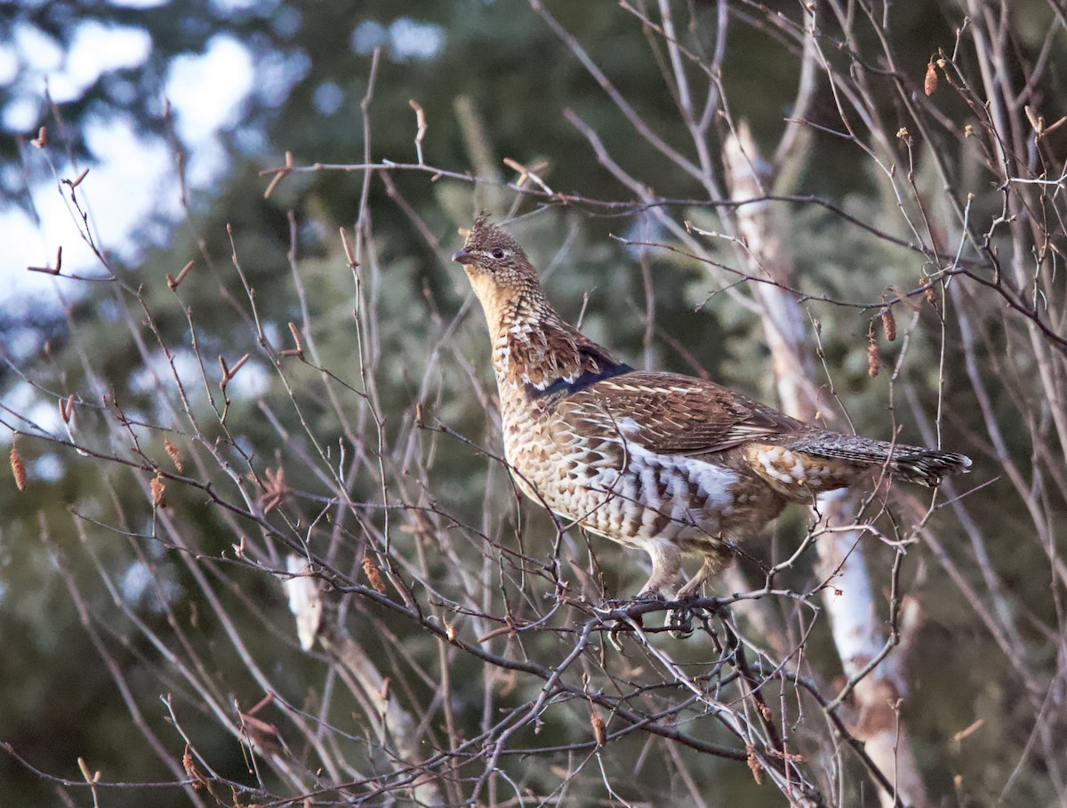 Ruffed Grouse - ML613184583