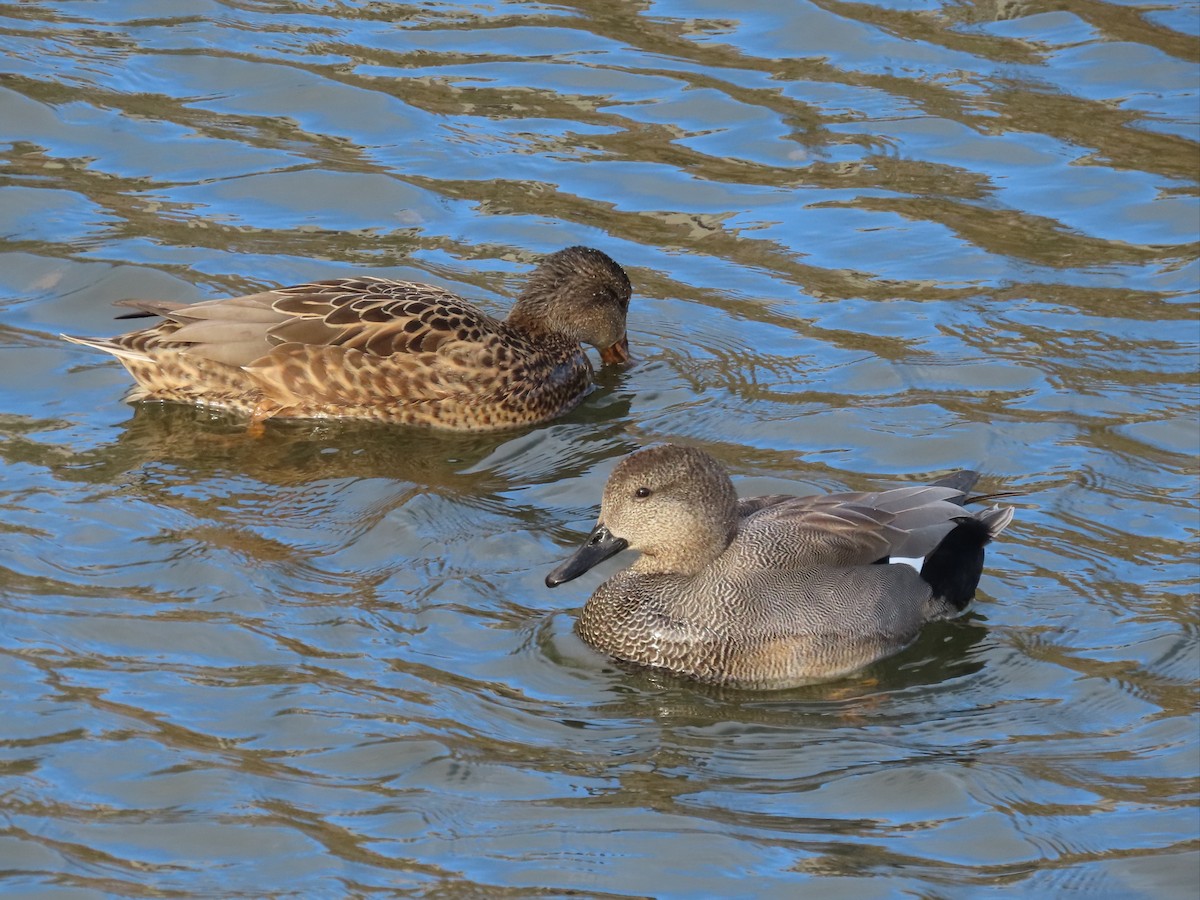 Gadwall - Marcos Cruz