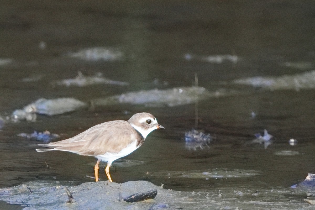 Semipalmated Plover - Shawn Miller