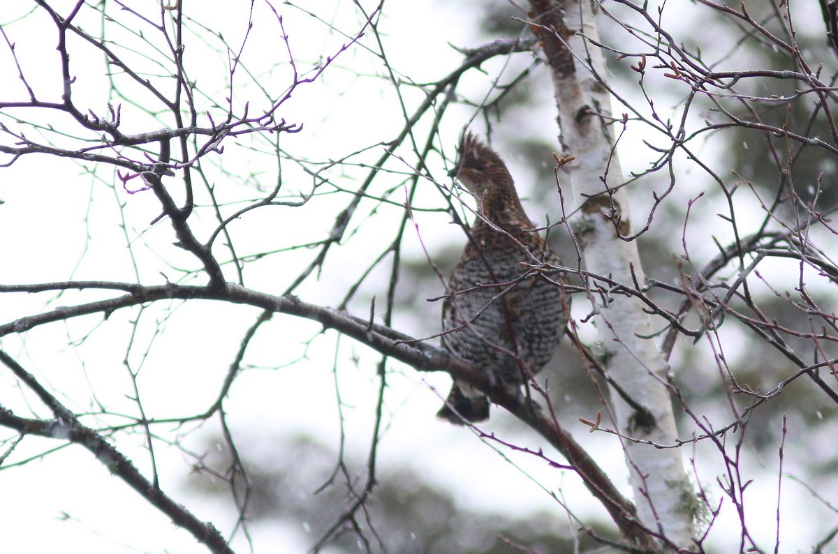 Ruffed Grouse - Yves Gauthier (Mtl)