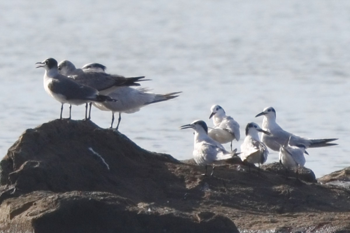 Sandwich Tern - ML613184644