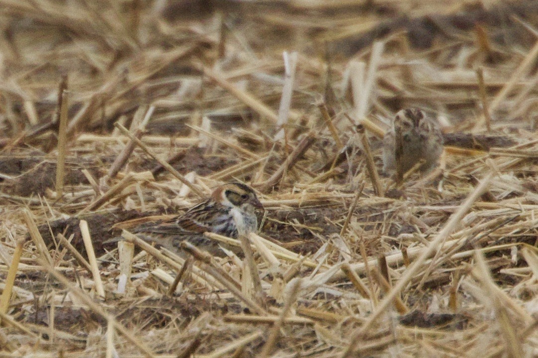 Lapland Longspur - ML613184657