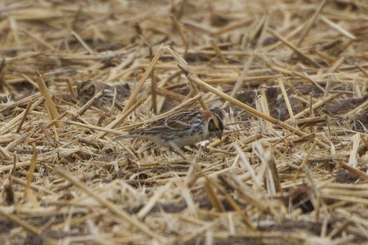 Lapland Longspur - ML613184659