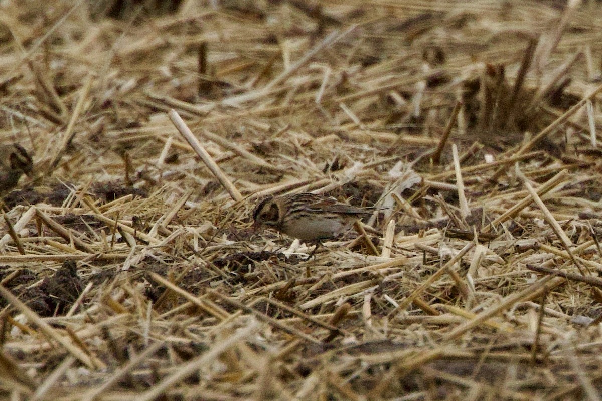 Lapland Longspur - ML613184660