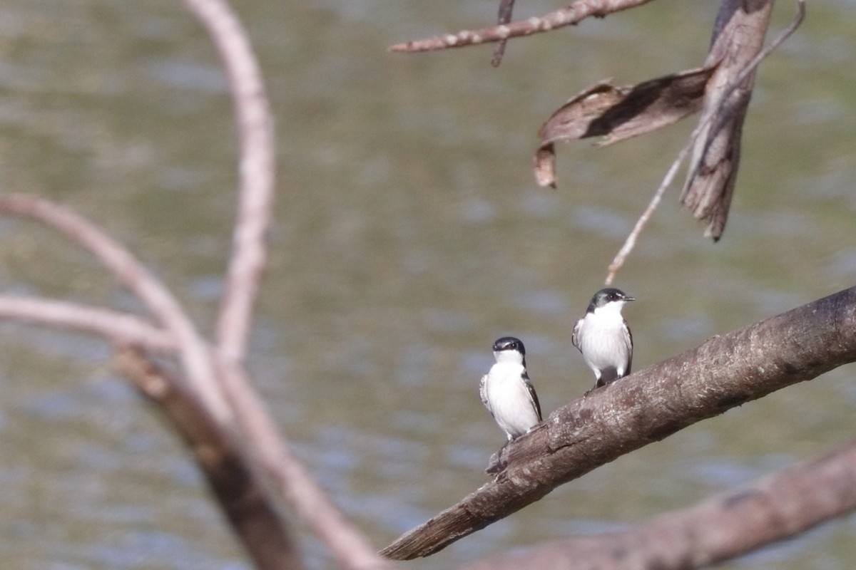 Mangrove Swallow - Shawn Miller