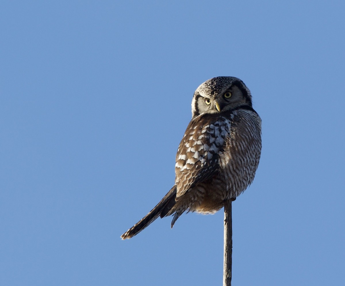 Northern Hawk Owl - ML613184678