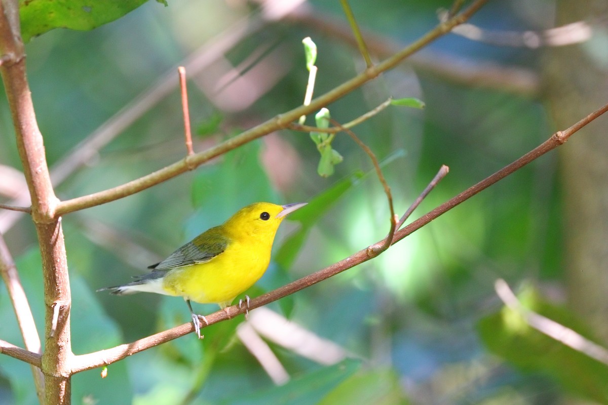 Prothonotary Warbler - Shawn Miller