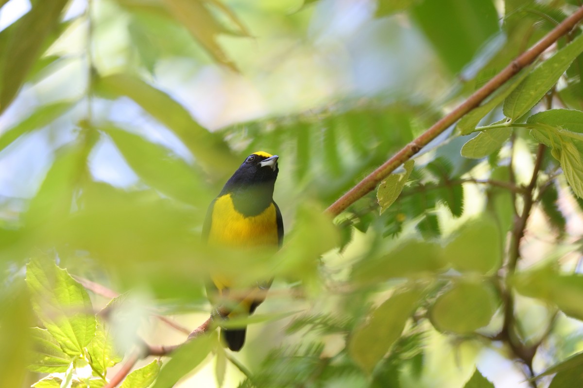 Spot-crowned Euphonia - Shawn Miller