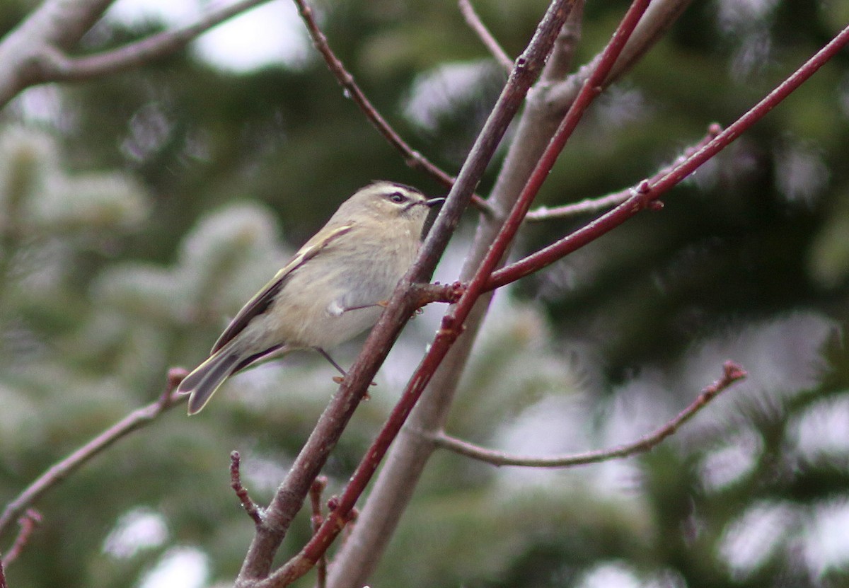 Golden-crowned Kinglet - Yves Gauthier (Mtl)