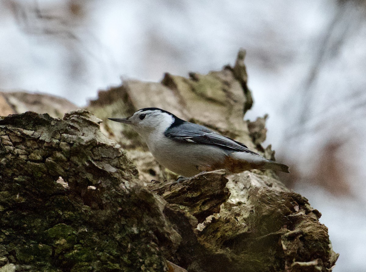 White-breasted Nuthatch - ML613184794