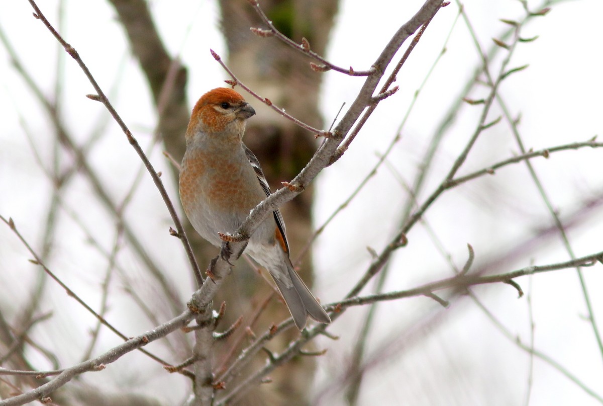 Pine Grosbeak - Yves Gauthier (Mtl)