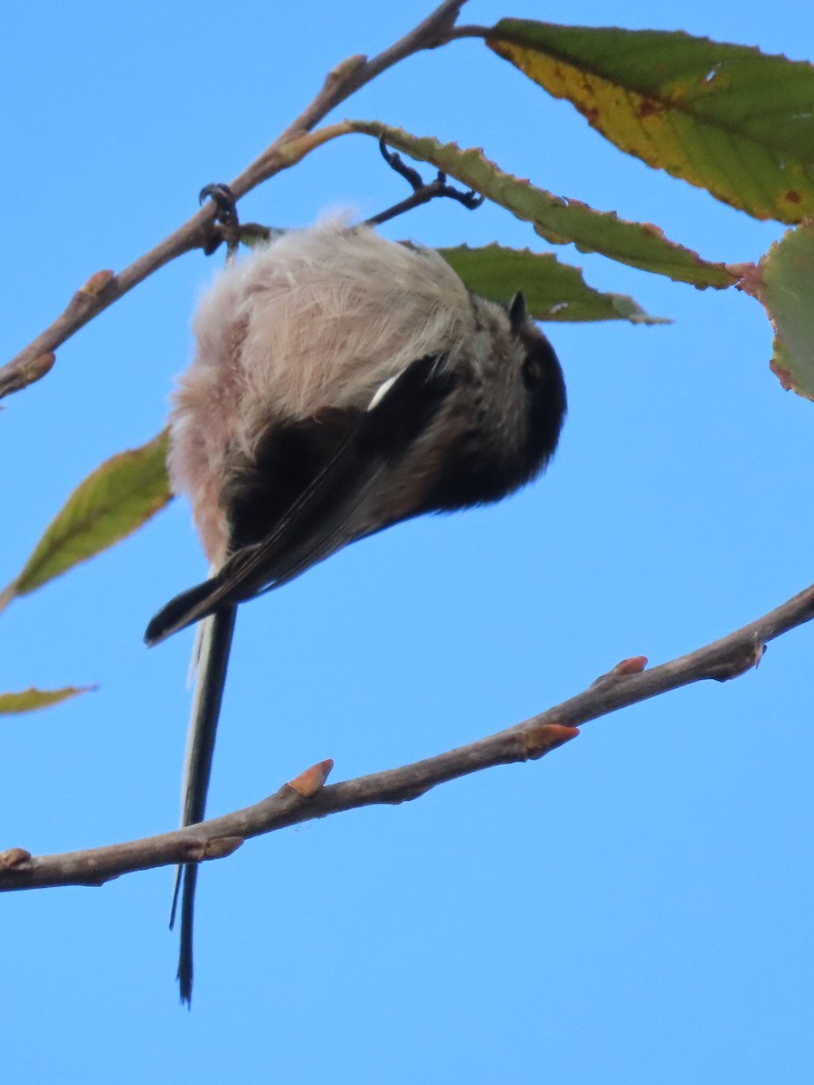 Long-tailed Tit - Marcos Cruz