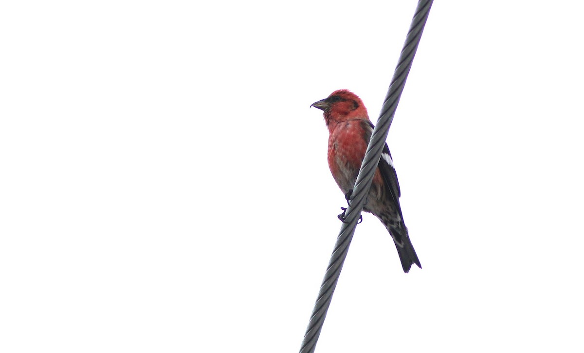 White-winged Crossbill - Yves Gauthier (Mtl)