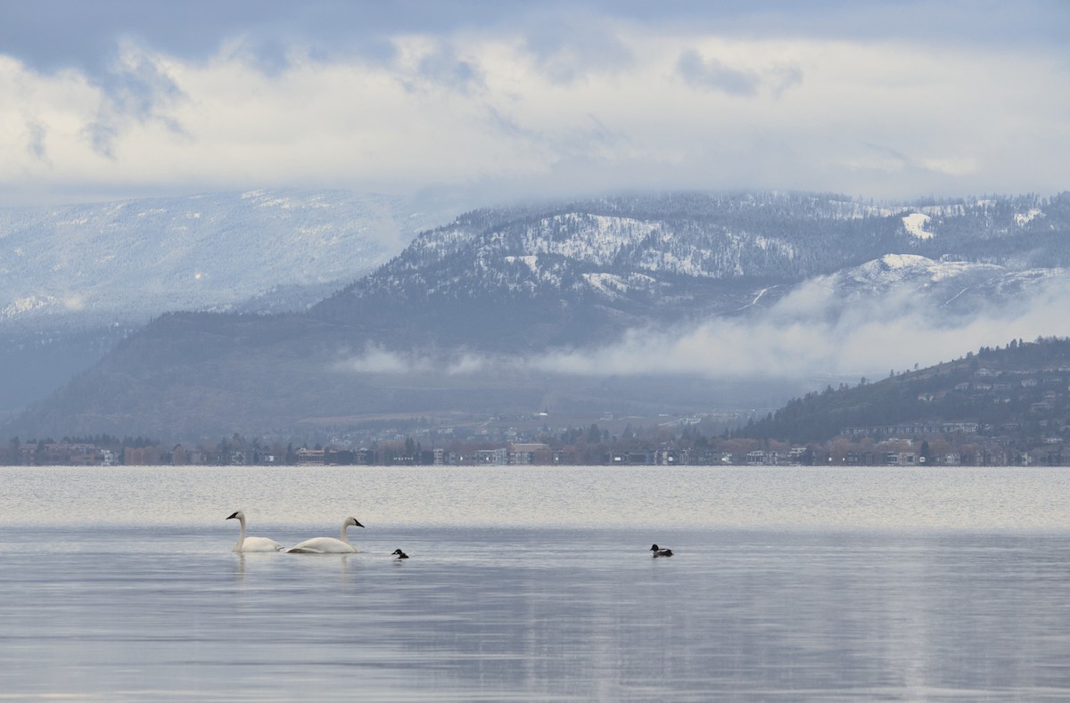Cisne Trompetero - ML613184846